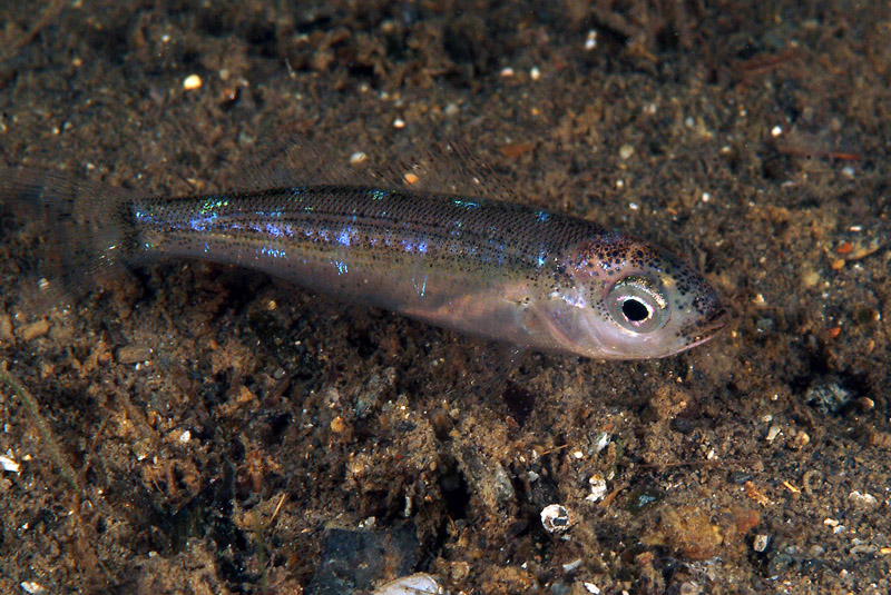 juvenile Pagellus sp.
